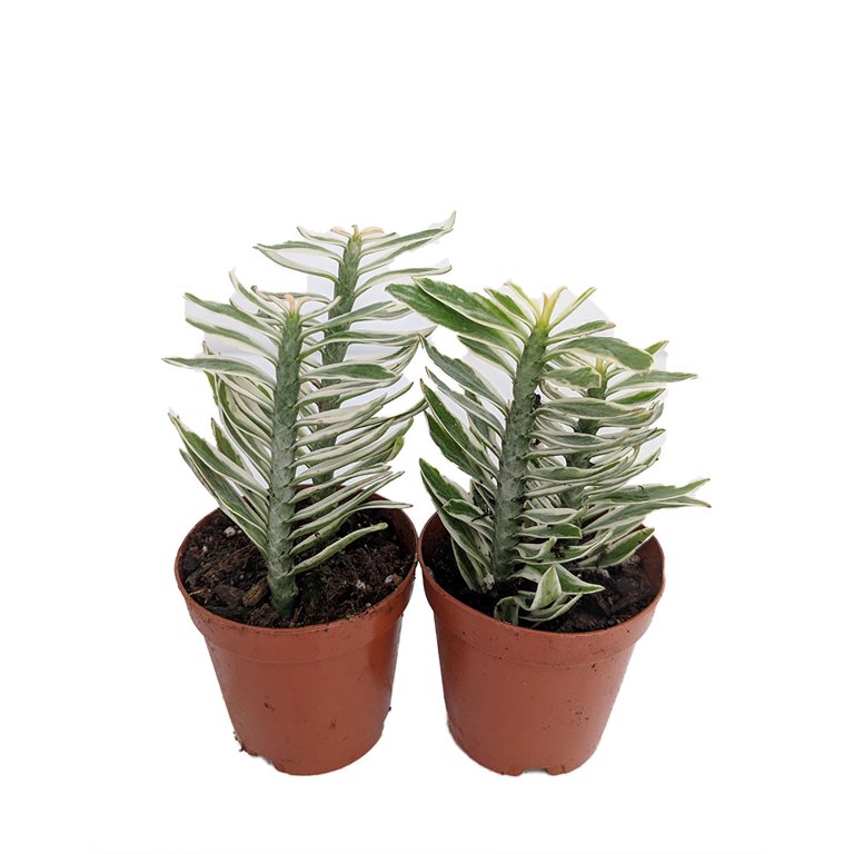 olivenbaum spanisch Spanische Spezialitten & Lebensmittel Online Shop  Santana Gourmet