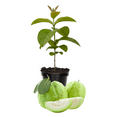thumbnail image 1 of White Guava Plant Live, Sweet Tropical Fruit Tree, 10 inches Tall in 4 inch Pot for Growing, 1 of 5