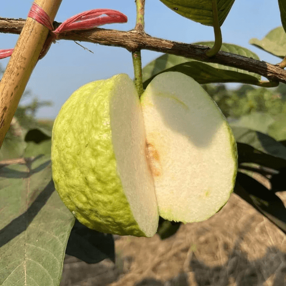 White Guava Tree Live Plant, 4-8 Inch Tall, Sweet Tropical Guava Fruit Seedling, Indoor Outdoor Home Garden