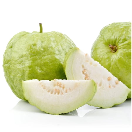 White Guava Tree Live Plant 5-9" Tall in a Cup - Sweet Guava Plant - Tropical Fruit Tree - Outdoor Garden
