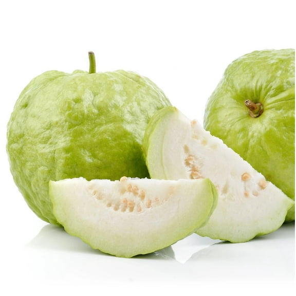 White Guava Tree Live Plant 5-9" Tall in a Cup - Sweet Guava Plant - Tropical Fruit Tree - Outdoor Garden