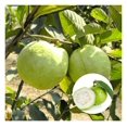 White Guava Tree Live Plant Fruit Seedling, 4 to 8 Inches Tall in Pot