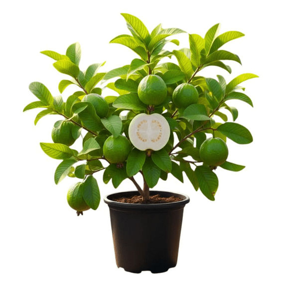 White Guava Tree Live Plant in 4 '' Pot, 5-7'' Tall, Sweet Edible Fruit, Guava Plant Live for Outdoor Planting, Live Fruit Tree