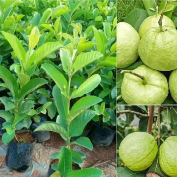 White Guava Trees Live Plants for Growing, In 4" Pot, Guava Fruit Tree, Fragrant and Cold Hardy Guava Seedlings Well Rooted