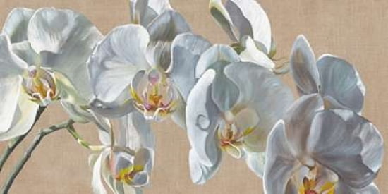 White Hats Canvas Art - Sarah Caswell (10 x 20)