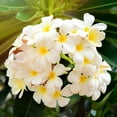 thumbnail image 1 of White Hawaiian Tropical Live Frangipani Plumeria Plant Cutting  9"- 12" Long No Bloom, Full Sun, 1 of 6