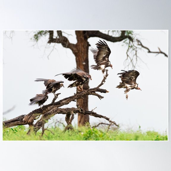 White-Headed Vultures Poster Wall Art, Modern Wall Decor For Living Room Bedroom, 8x12 UNFRAMED