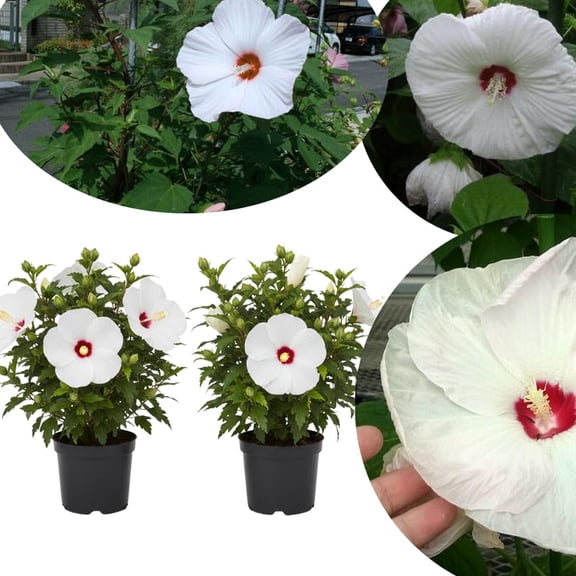 White Hibiscus Plant Live 5-9" in Tall, Hardy Hibiscus Tree Live Plant Year-Round Blooming, No Pot, Outdoor Perennial Planting