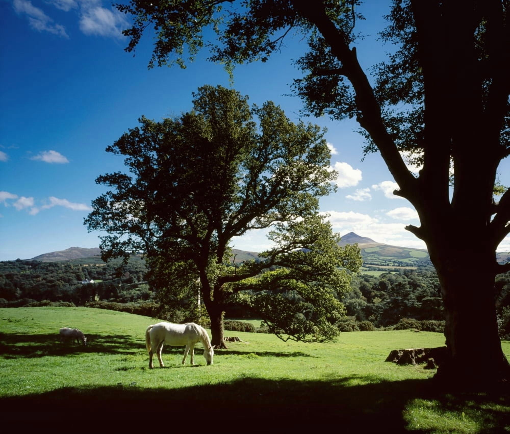 White Horse At Powerscourt Co Wicklow Ireland Canvas Art - The Irish Image Collection Design Pics (16 x 14)
