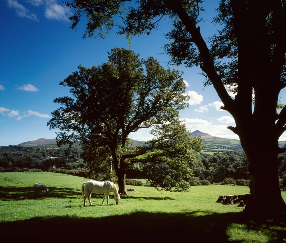 White Horse At Powerscourt Co Wicklow Ireland Canvas Art - The Irish Image Collection Design Pics (32 x 28)
