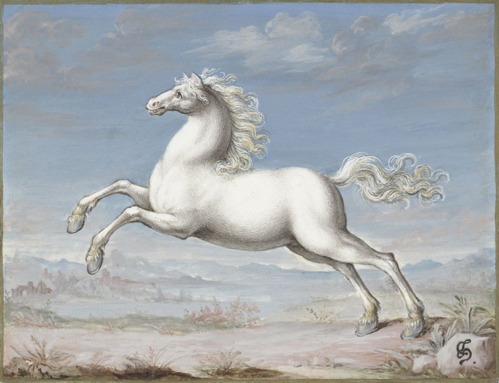 White Horse Canvas Art - (24 x 18)