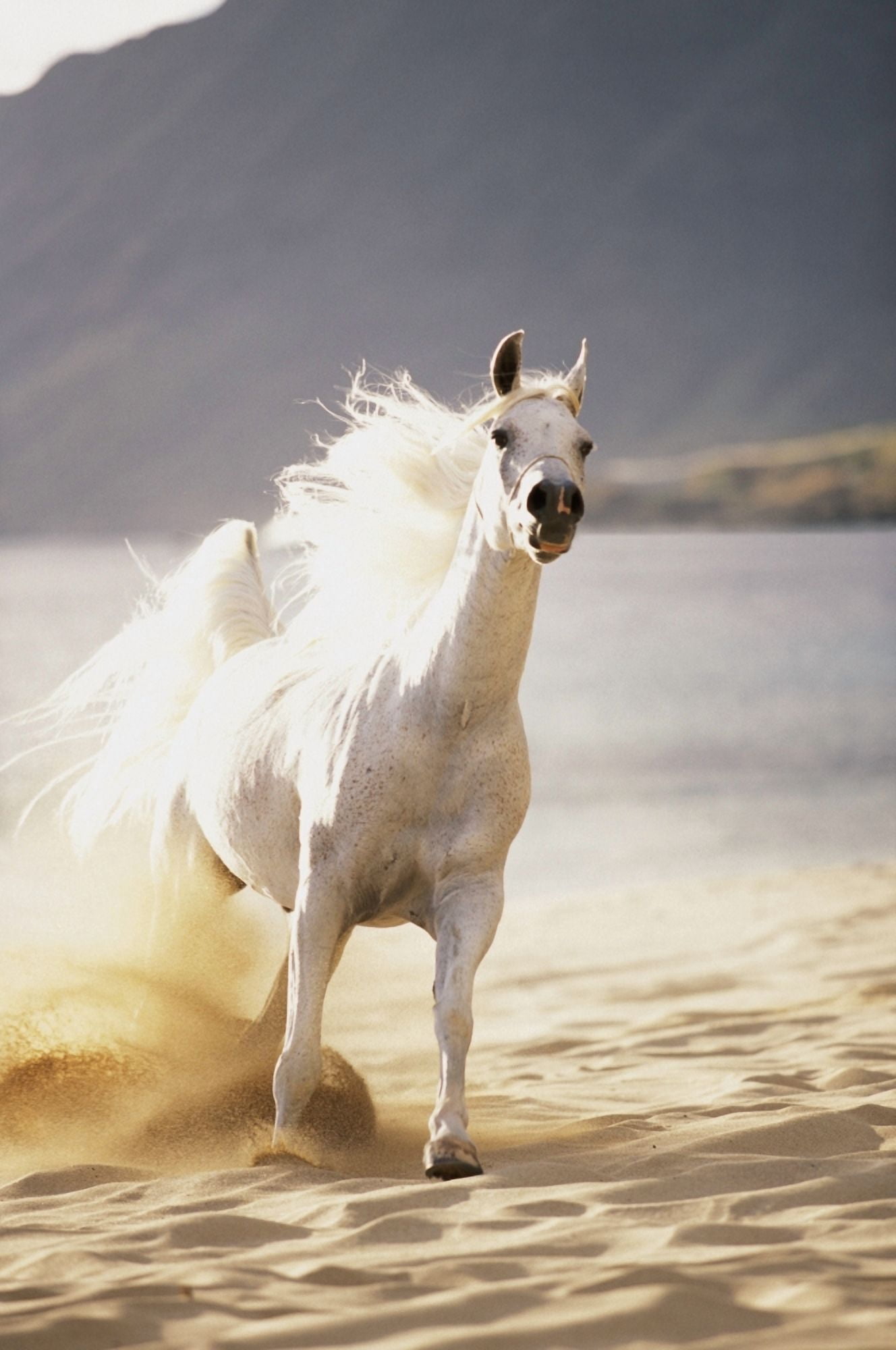 White Horse Galloping Toward Camera On Beach In Morning Light Blurry Background Canvas Art - Vince Cavataio Design Pics (11 x 17)