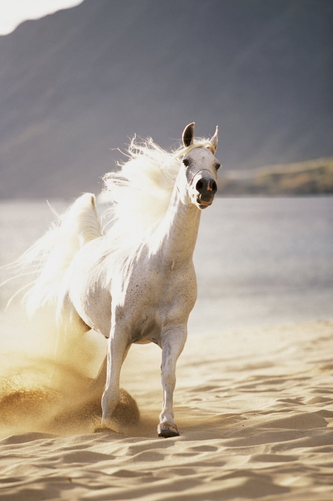 White Horse Galloping Toward Camera On Beach In Morning Light Blurry Background Canvas Art - Vince Cavataio Design Pics (22 x 34)