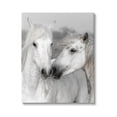 thumbnail image 1 of White Horse Kiss Wildlife Animals & Insects Photograph Gallery Wrapped Canvas Print Wall Art, 1 of 7