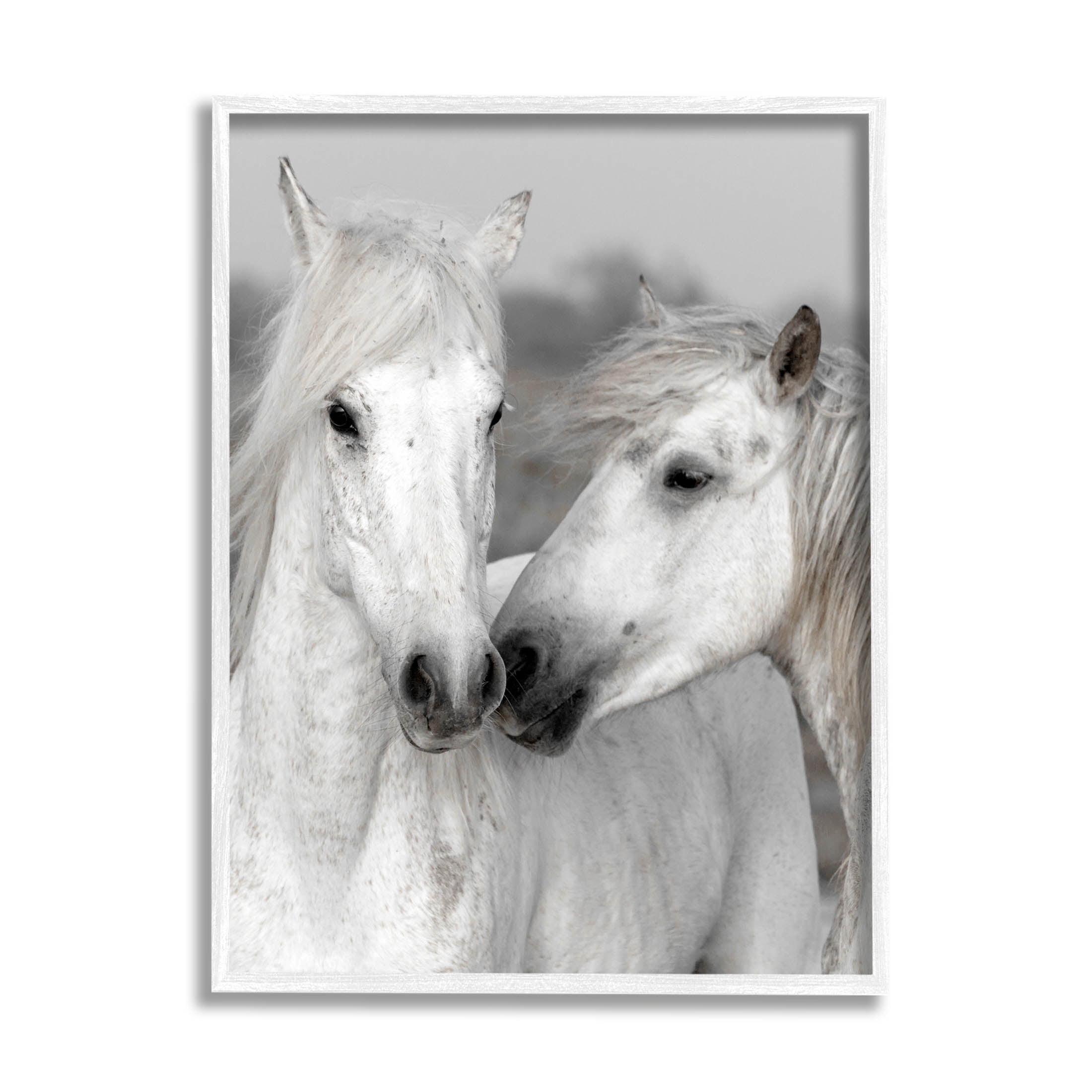 White Horse Kiss Wildlife Animals & Insects Photograph White Framed Art Print Wall Art