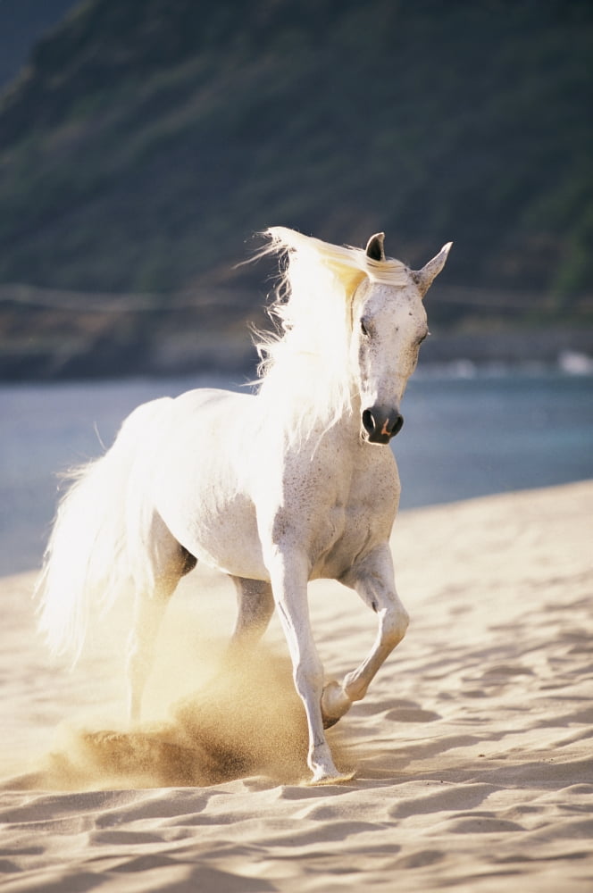 White Horse Running On The Beach Canvas Art - Vince Cavataio Design Pics (22 x 34)