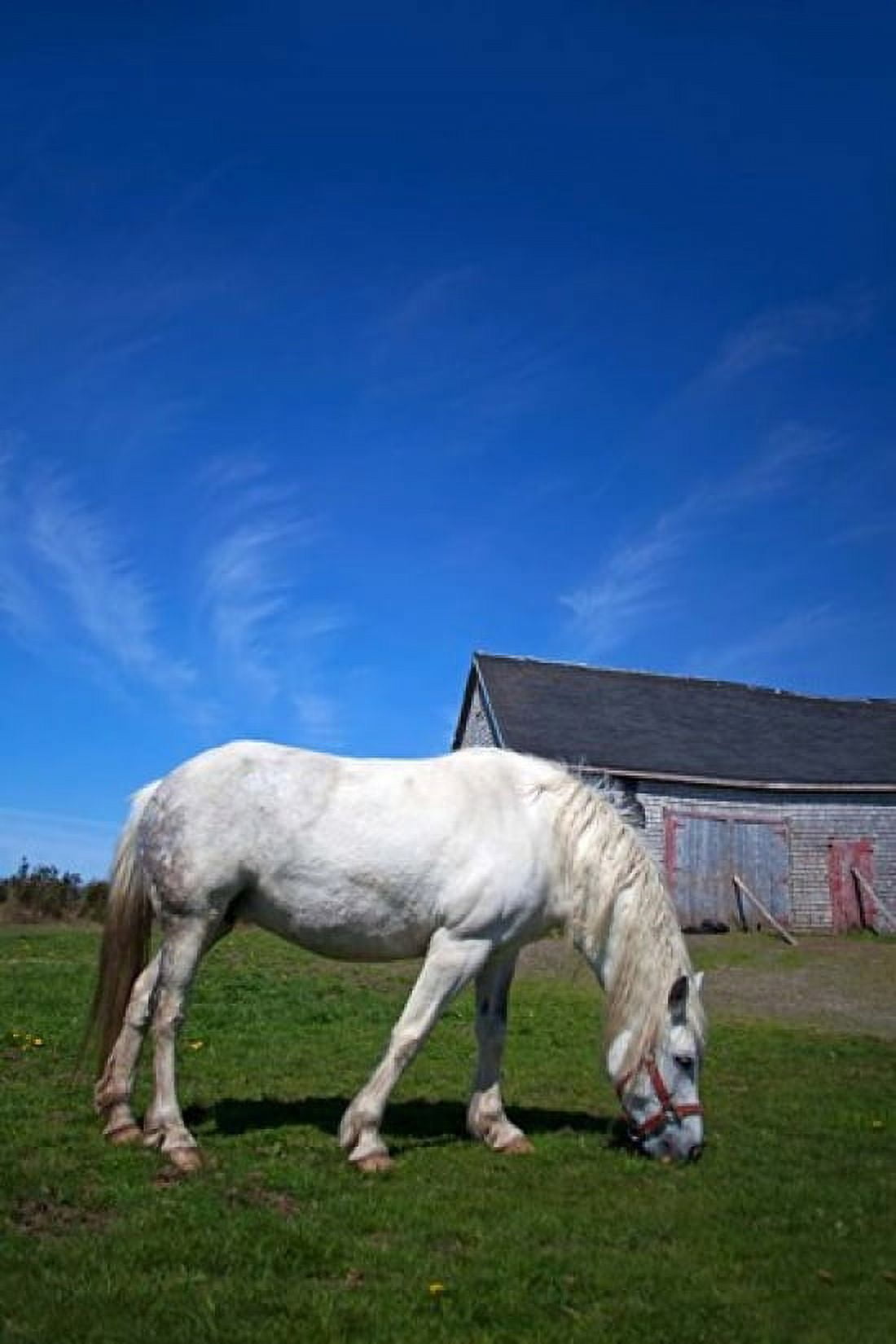 White Horse and Barn Guysborough County Nova Scotia Canada Canvas Art - Kymri Wilt DanitaDelimont (19 x 29)