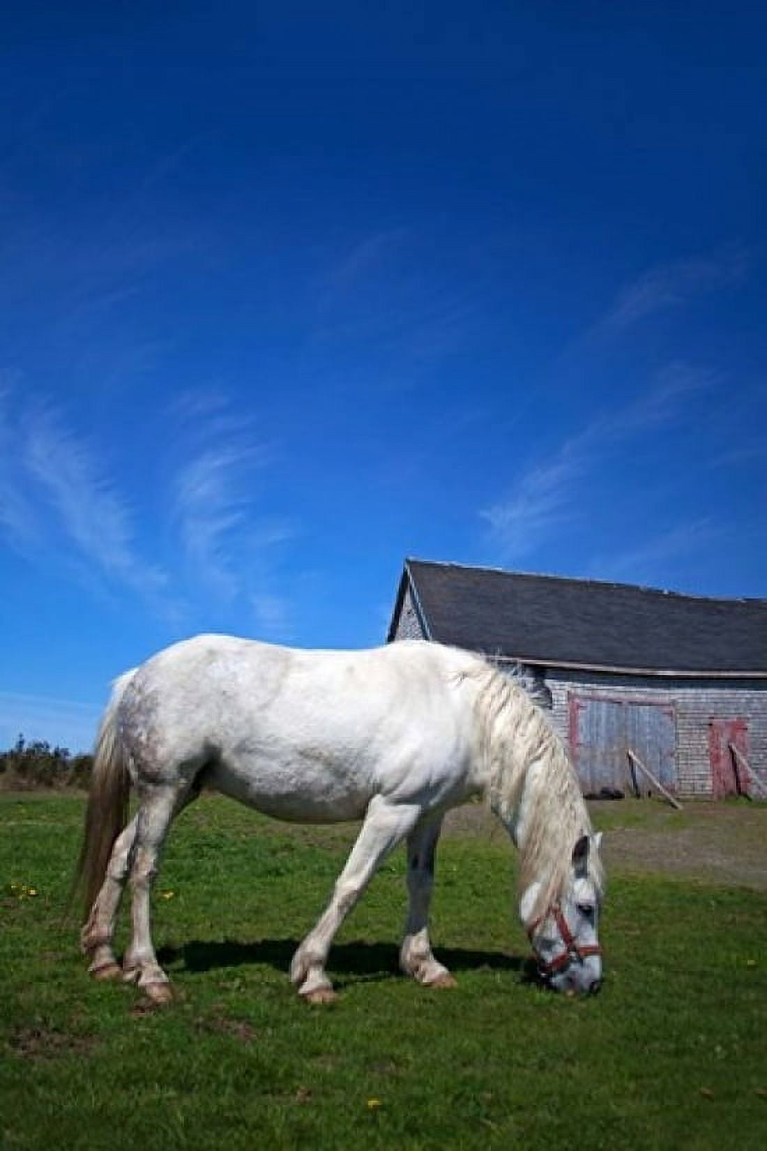 White Horse and Barn Guysborough County Nova Scotia Canada Canvas Art - Kymri Wilt DanitaDelimont (24 x 36)