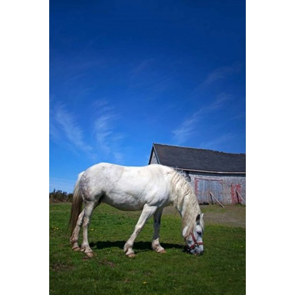 White Horse and Barn, Guysborough County, Nova Scotia, Canada Poster Print by Kymri Wilt (24 x 36)