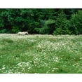 thumbnail image 1 of White Horse in a field of white daisies  near Seaside  Clatsop County  Northern Coast  Oregon  USA Print by Panoramic, 1 of 2