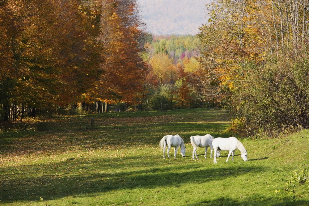 White Horses In An Autumn Landscape Bromont Quebec Canvas Art - Yves Marcoux Design Pics (17 x 11)