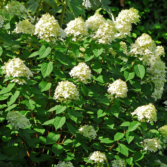 White Hydrangea, Littlelime Hydrangea Shrubs in Quart Pot, Dormant Flowering Tree
