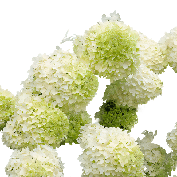 White Hydrangea Plant, Tall Flowering Shrub for Full Sun Gardens