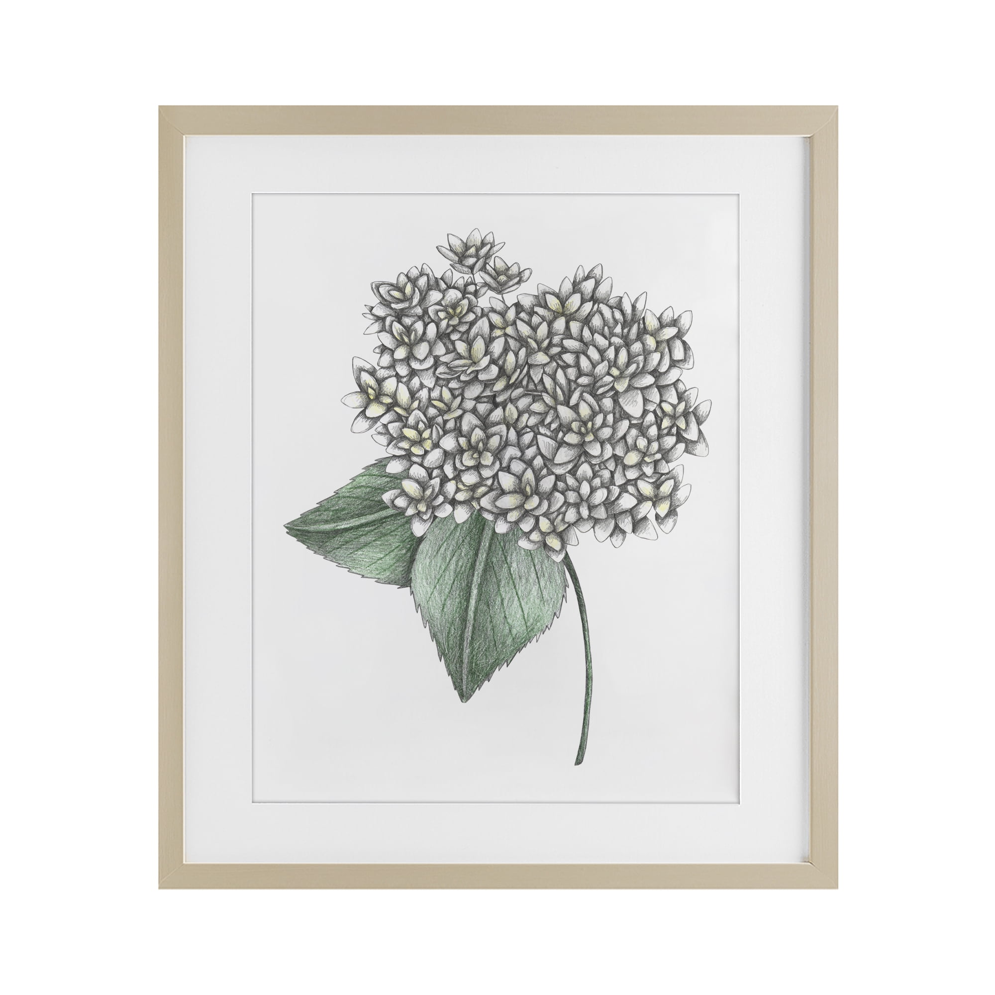 White Hydrangea Sketch Blossom Birch Framed Print Under Glass, design by Cecilia Battaini
