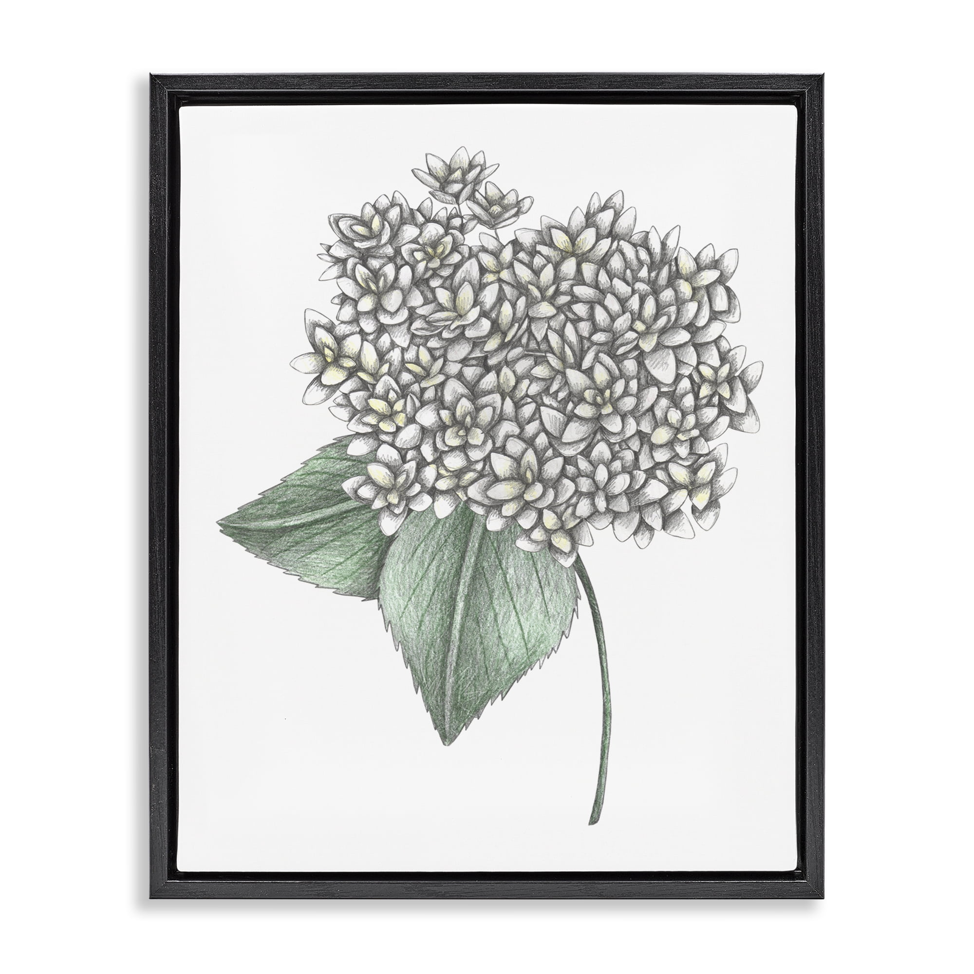 White Hydrangea Sketch Blossom Black Framed Floater Canvas Wall Art, design by Cecilia Battaini