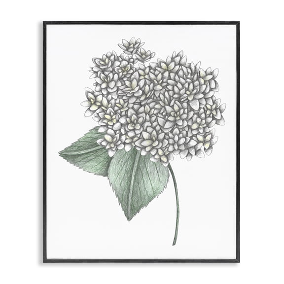 White Hydrangea Sketch Blossom Black Framed Giclee Art, design by Cecilia Battaini