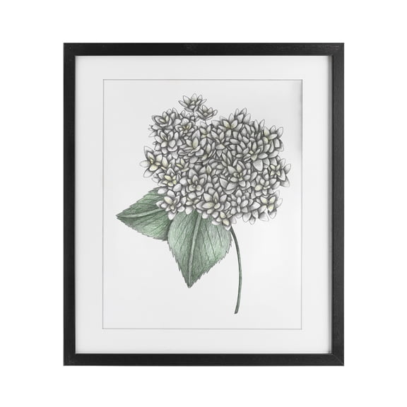 White Hydrangea Sketch Blossom Black Framed Print Under Glass, design by Cecilia Battaini
