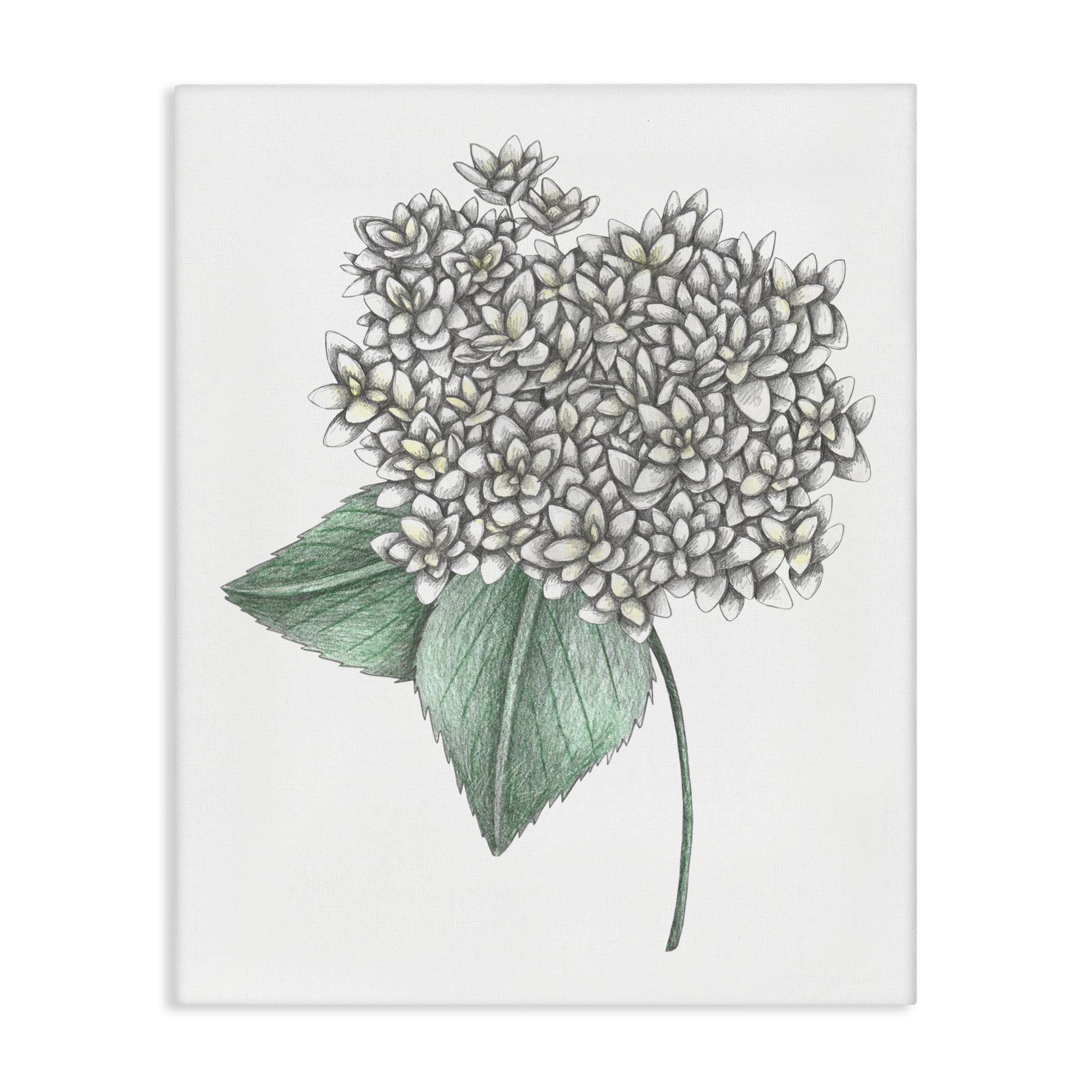 White Hydrangea Sketch Blossom Canvas Wall Art, design by Cecilia Battaini