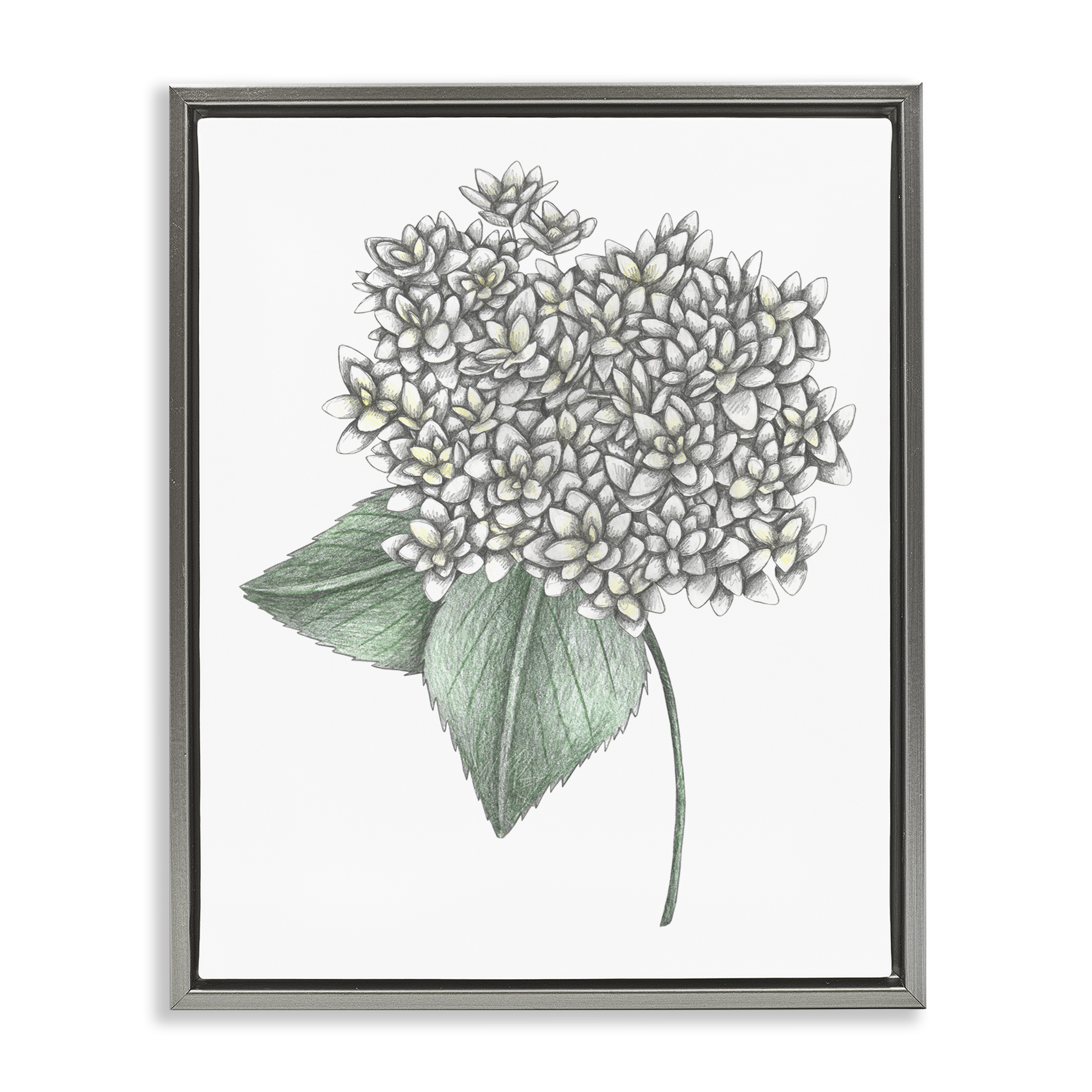 White Hydrangea Sketch Blossom Gray Framed Floater Canvas Wall Art, design by Cecilia Battaini