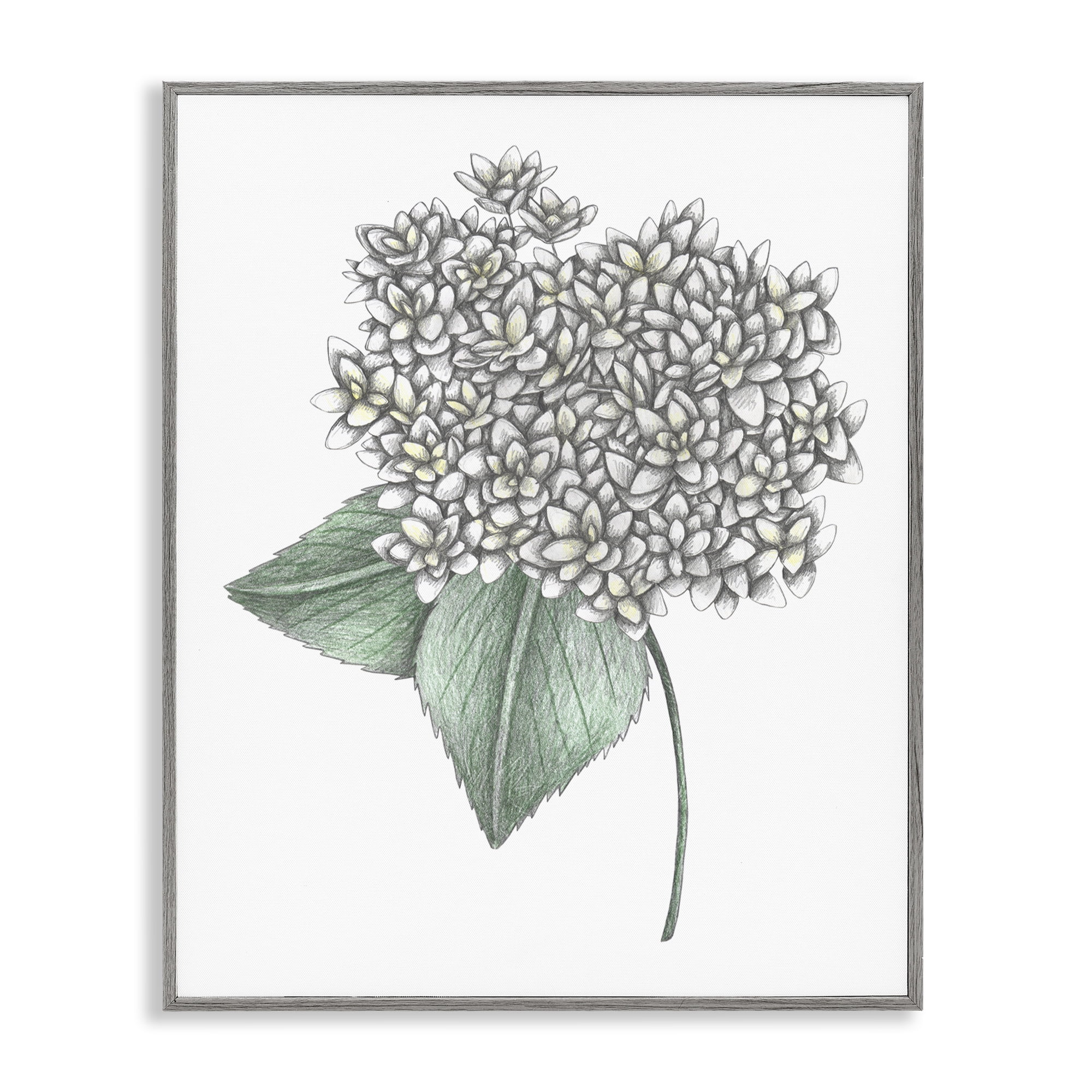 White Hydrangea Sketch Blossom Gray Framed Giclee Art, design by Cecilia Battaini