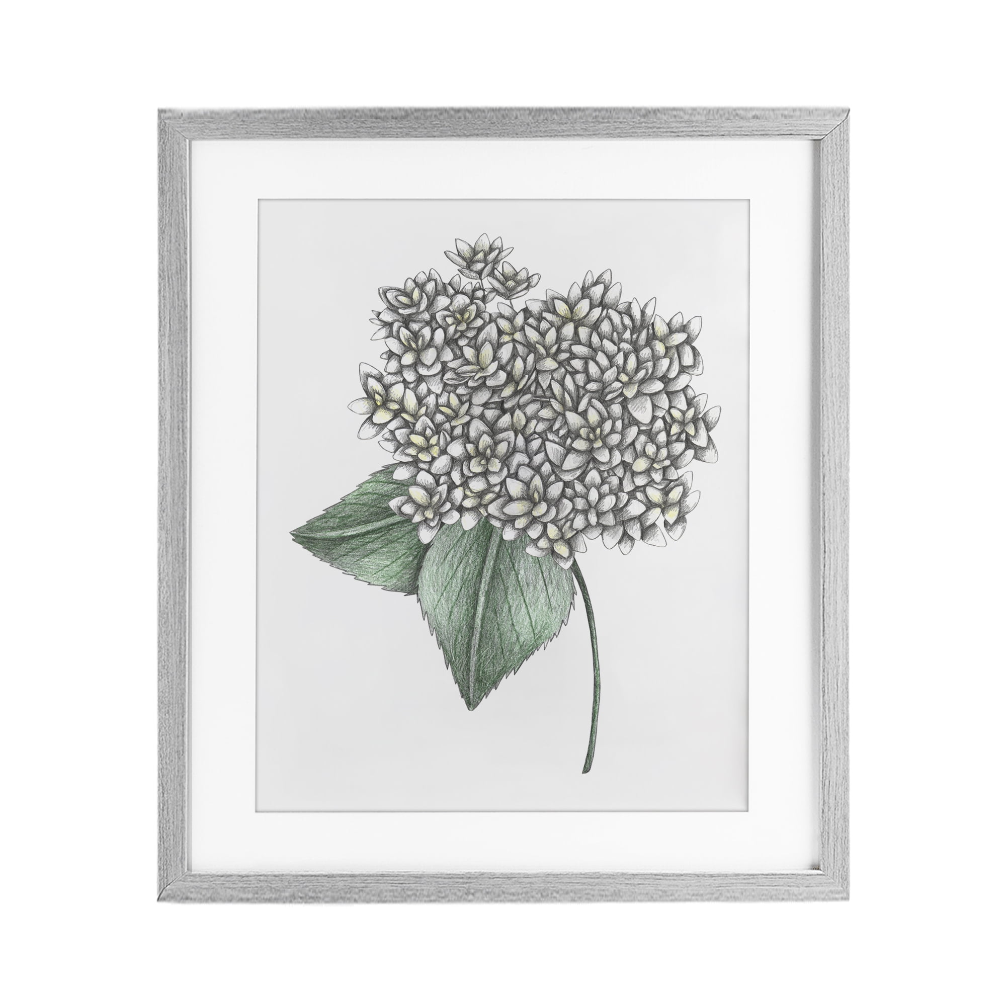 White Hydrangea Sketch Blossom Gray Framed Print Under Glass, design by Cecilia Battaini