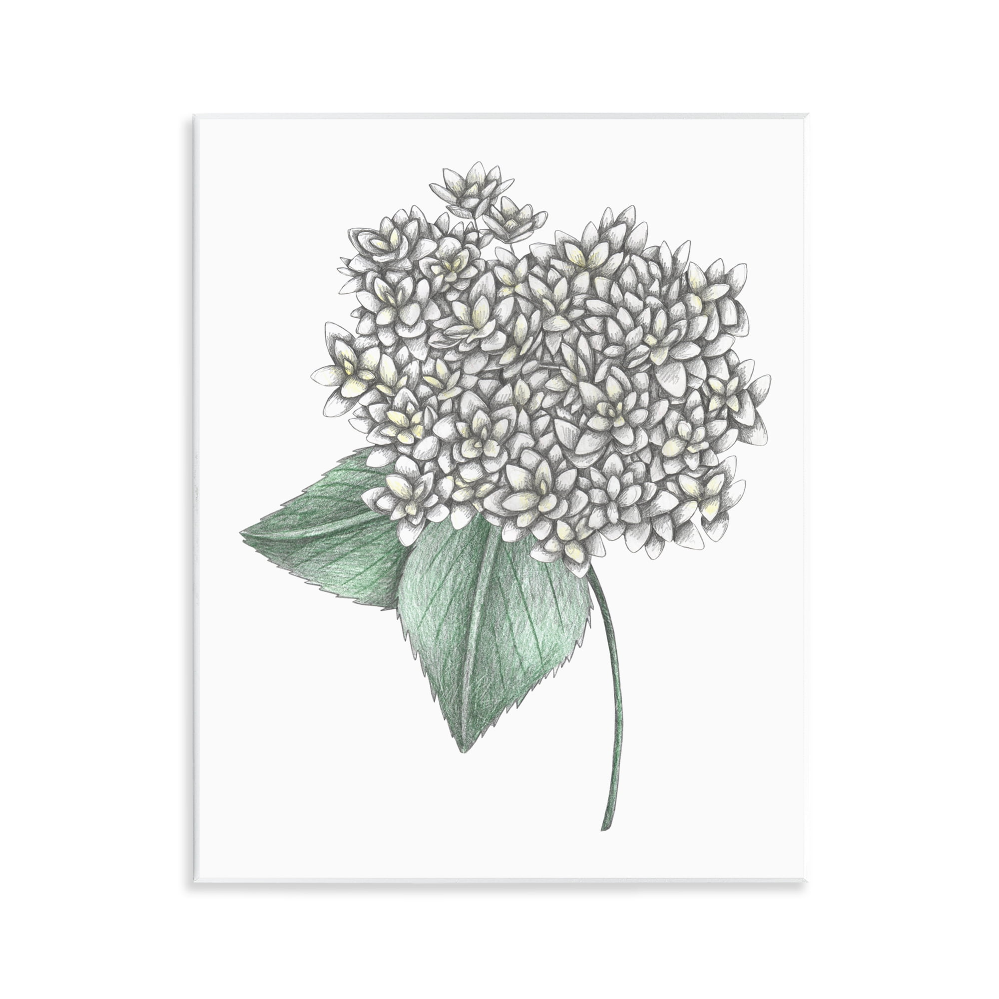 White Hydrangea Sketch Blossom Wall Plaque Art, design by Cecilia Battaini