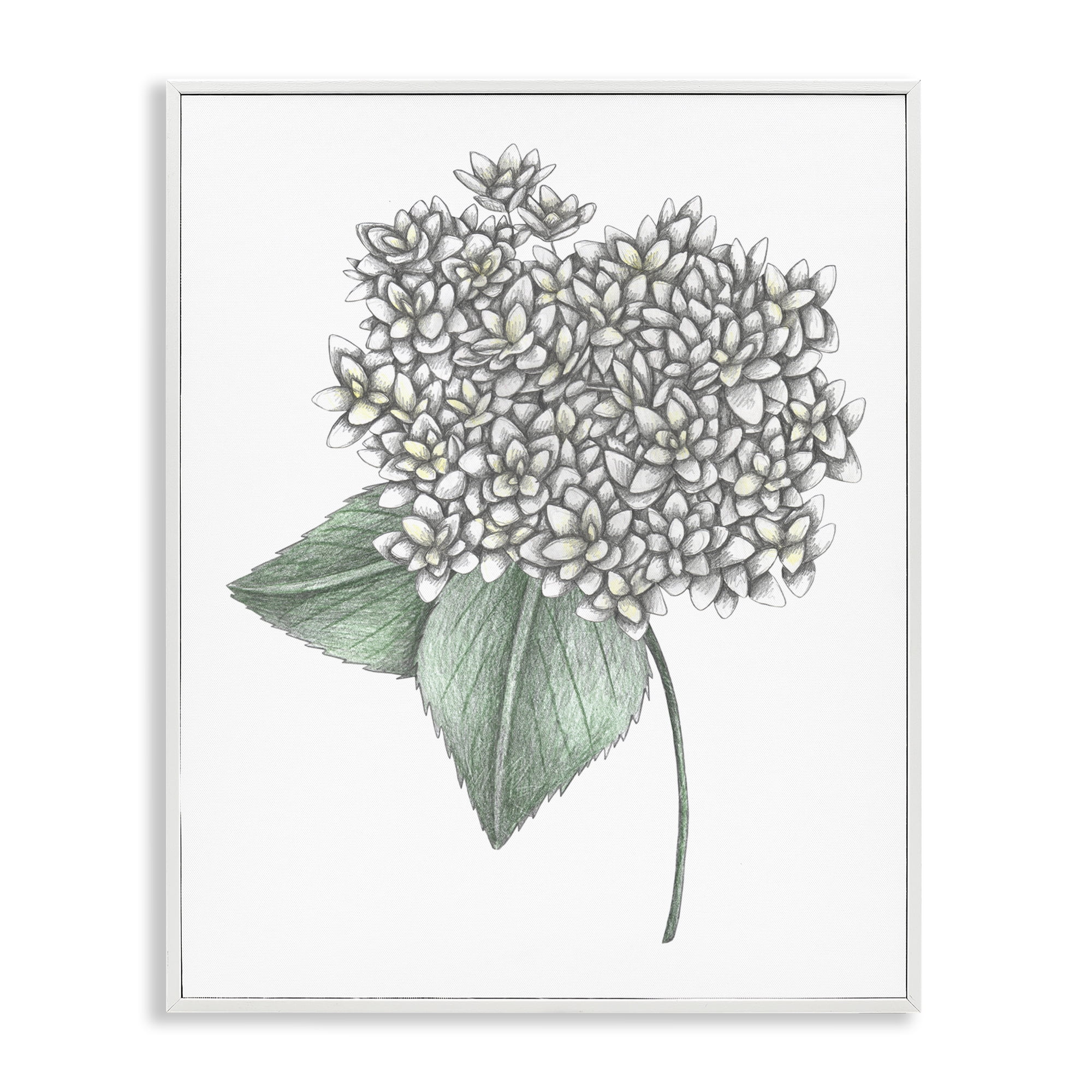 White Hydrangea Sketch Blossom White Framed Giclee Art, design by Cecilia Battaini