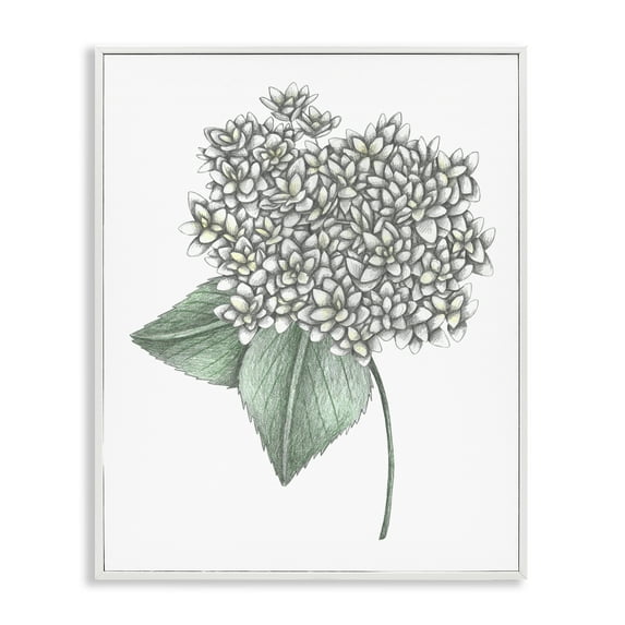 White Hydrangea Sketch Blossom White Framed Giclee Art, design by Cecilia Battaini