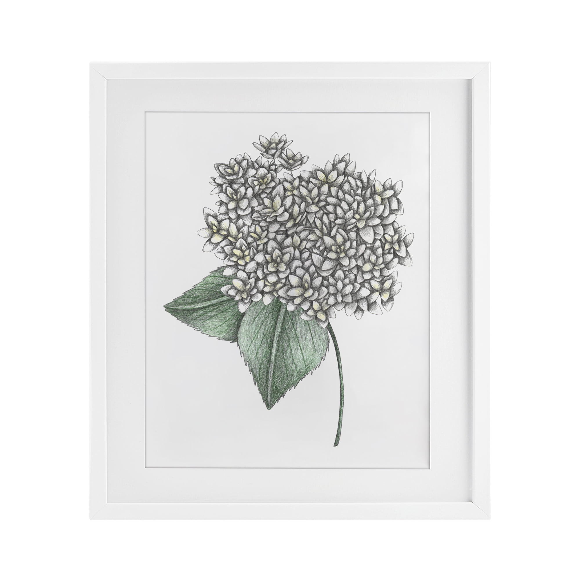White Hydrangea Sketch Blossom White Framed Print Under Glass, design by Cecilia Battaini