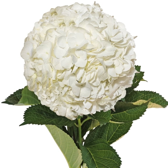 Bloomingmore, Fresh Cut Flowers 40 White Hydrangeas