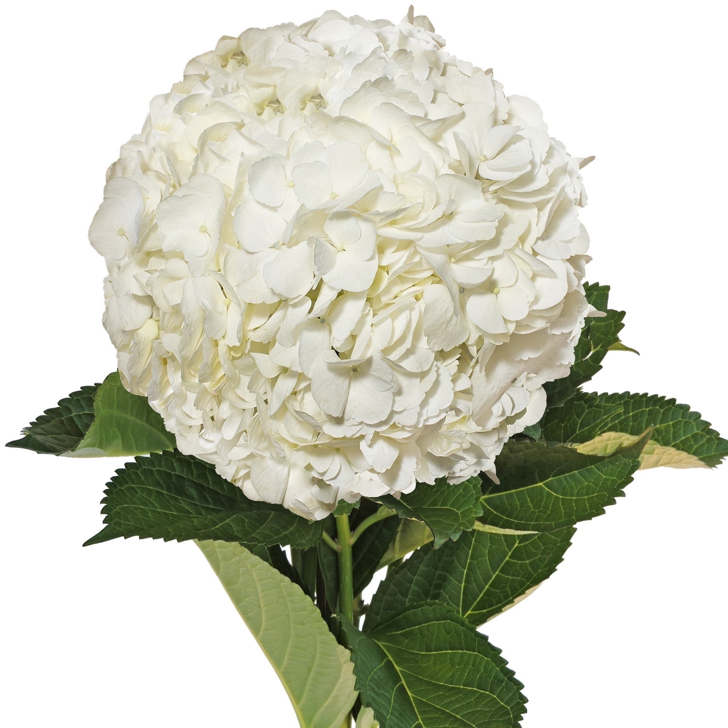 White Hydrangeas - Fresh Cut Flowers - 40 Stems - Hydrangeas - by Bloomingmore