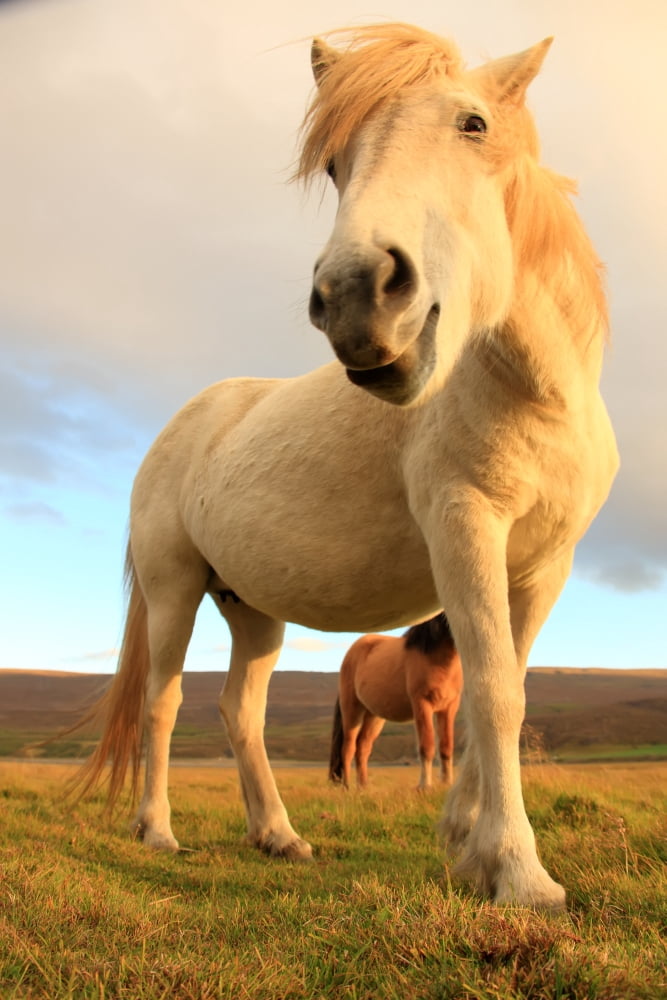 White Icelandic Horse Iceland Canvas Art - Robert Postma Design Pics (22 x 34)