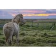 thumbnail image 1 of White Icelandic horse in it's natural setting; Iceland by Robert Postma / Design Pics (19 x 12), 1 of 3