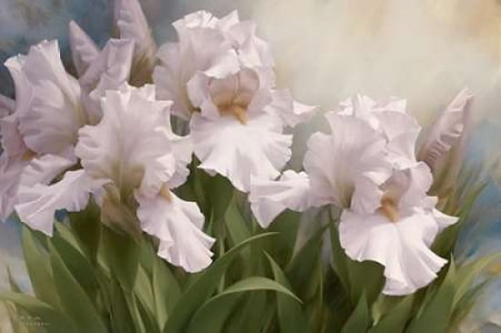 White Iris Elegance I Canvas Art - Igor Levashov (24 x 36)
