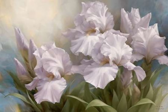 White Iris Elegance II Canvas Art - Igor Levashov (12 x 18)
