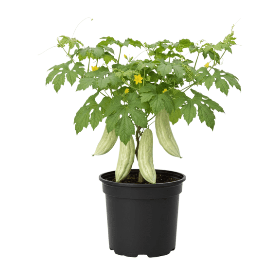 White Jade Bitter Melon Plant Live for Planting, Bitter Melon Live Plant, 6 - 8 Inc Tall, 4 Inc Pot, Bitter Gourd Vine for Backyard Vegetable Garden