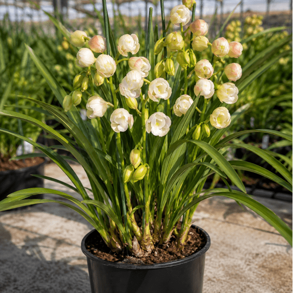 White Jade Cymbidium Plant Cymbidium Orchid Plants Live Rare Orchids Flowers, 10-12" Tall in Gallon Pot
