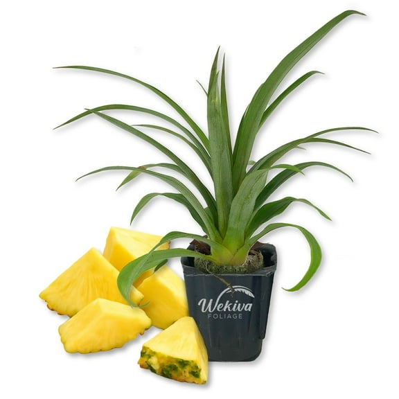 White Jade Pineapple Plant - 1 Live Starter Plant - Ananas Comosus - Edible and Fruit Bearing for Patio and Garden