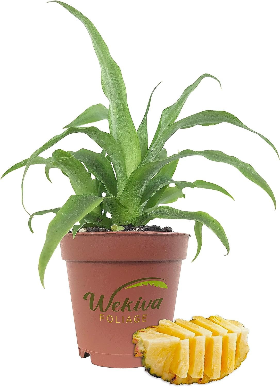 White Jade Pineapple Plant 40 Live Starter Plants Ananas Comosus Edible Fruit Tree for The