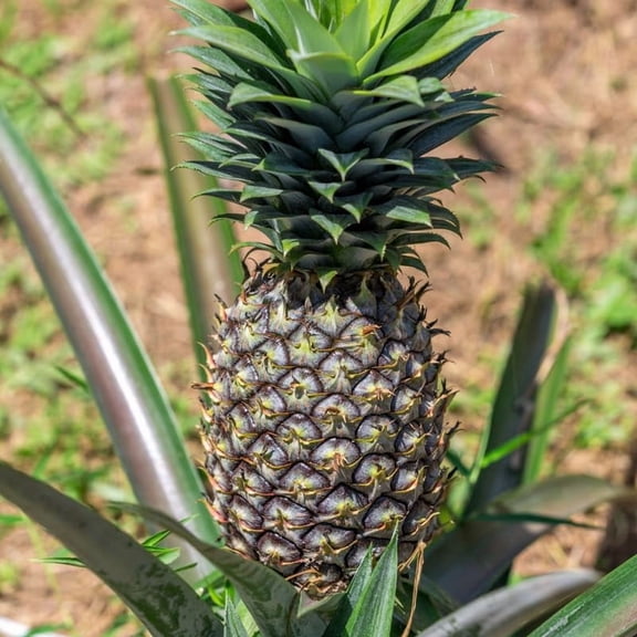 White Jade Pineapple Plant Live For Planting 5 To 8 Inch Tall, Sweet Pineapple Fruit Tree Live Plant, Pineapple Seedling